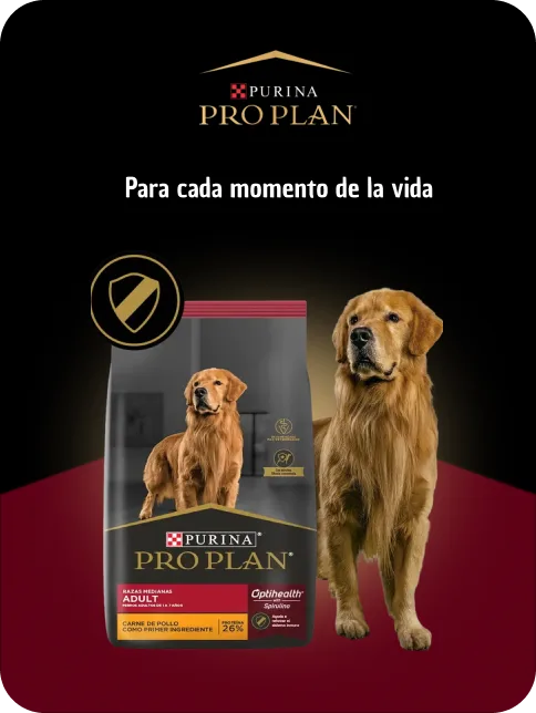 Proplan desktopx2 (1)
