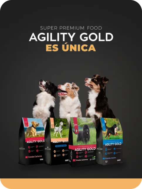Angility desktopx2