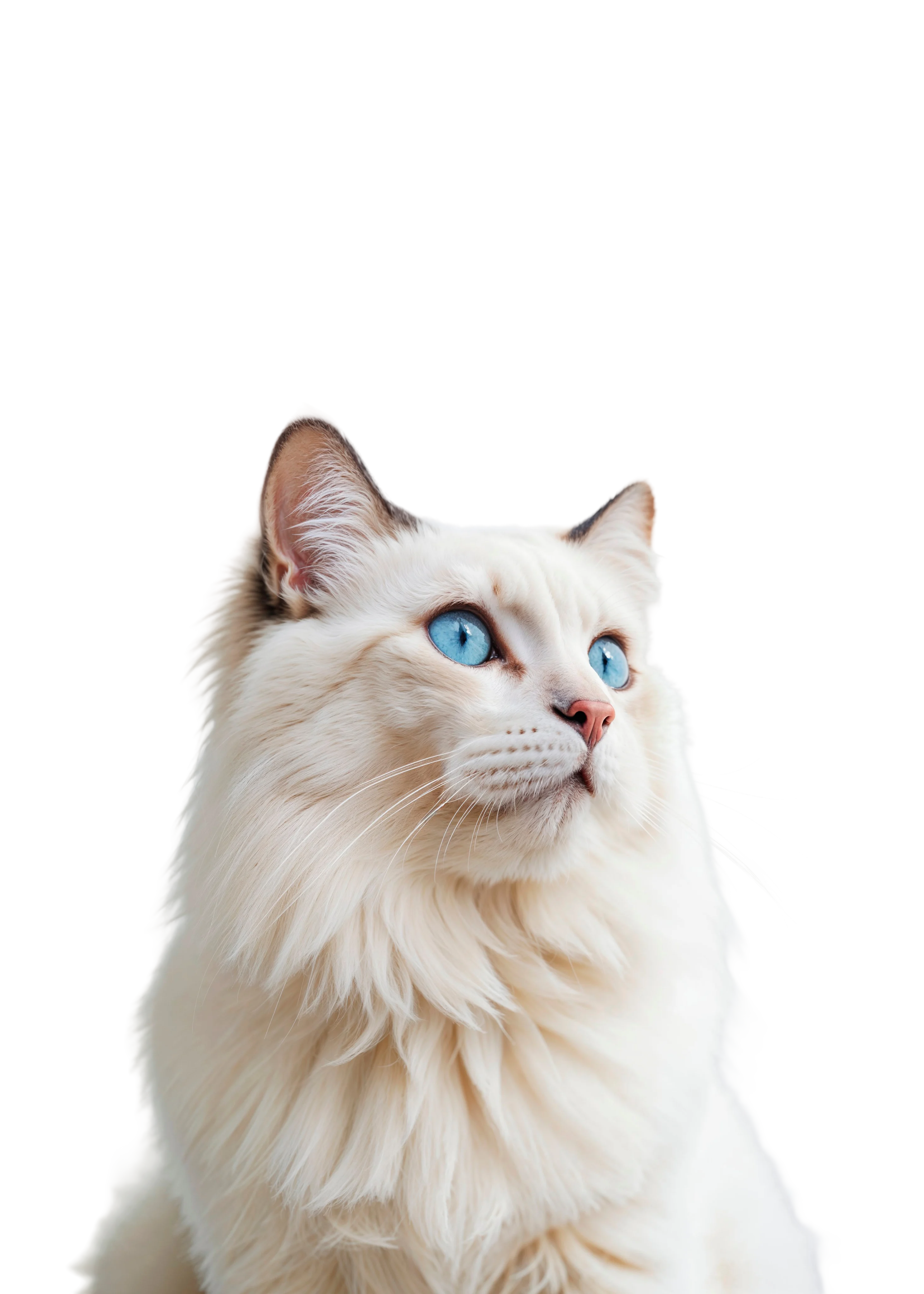 cat world tab
