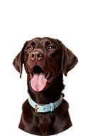 dog world tab